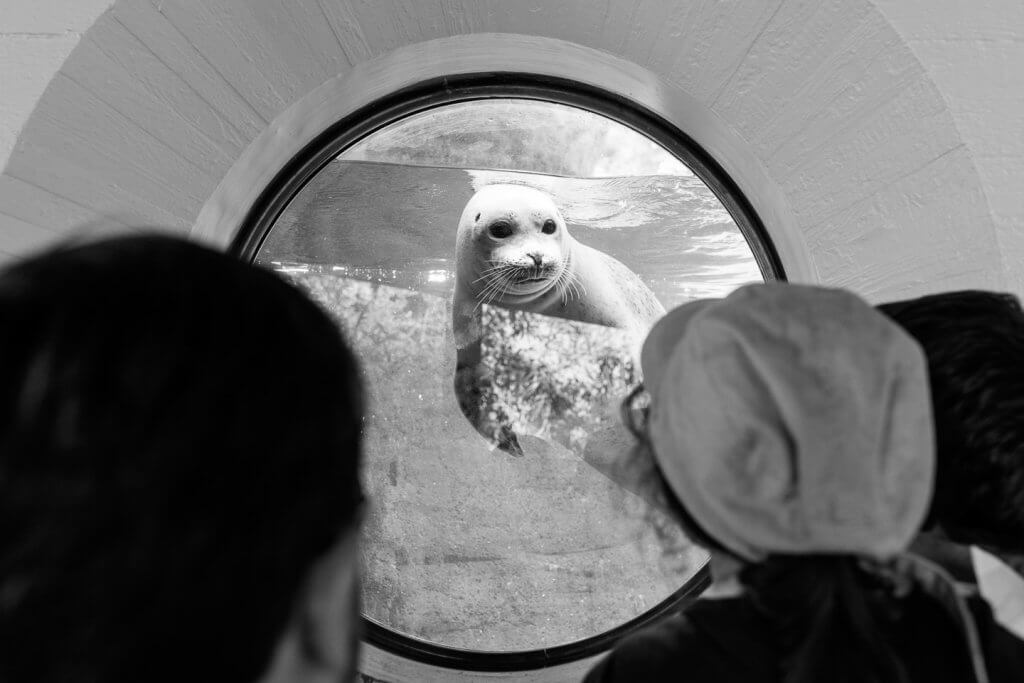 Tier in der Gefangenschaft - Fotografieren im Zoo