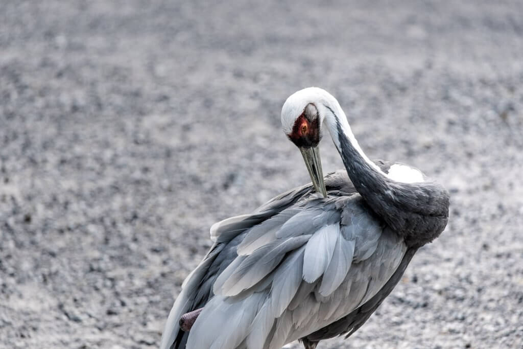 Fotografieren im Tierpark