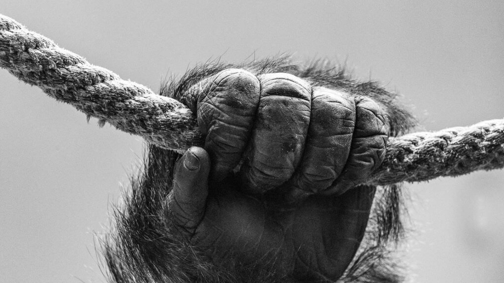 kraftvolle Gorillahand - fotografieren im Zoo