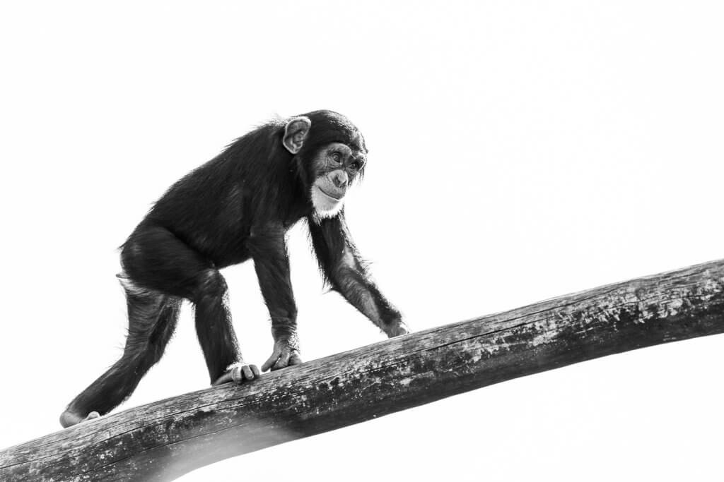 Gegenlicht - Schwarzweissfotos im Zoo