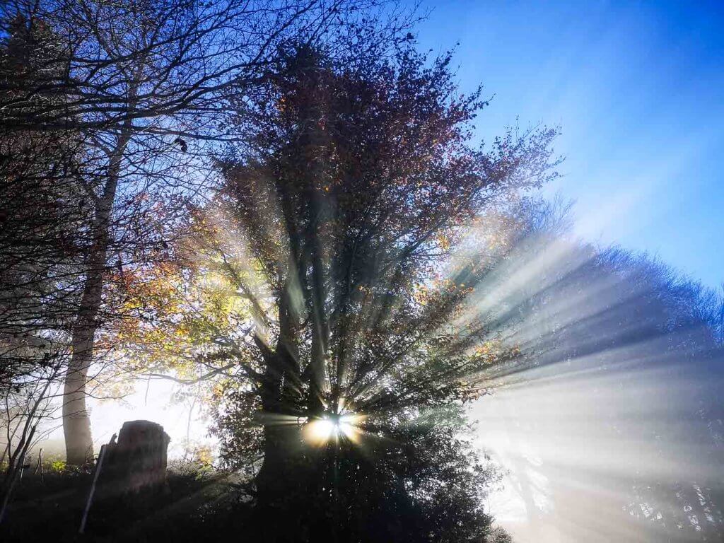 Novembernebel