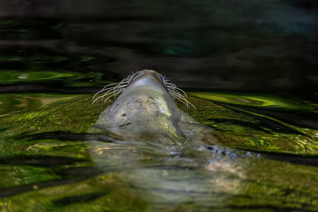 Seehund beim Schwimmen