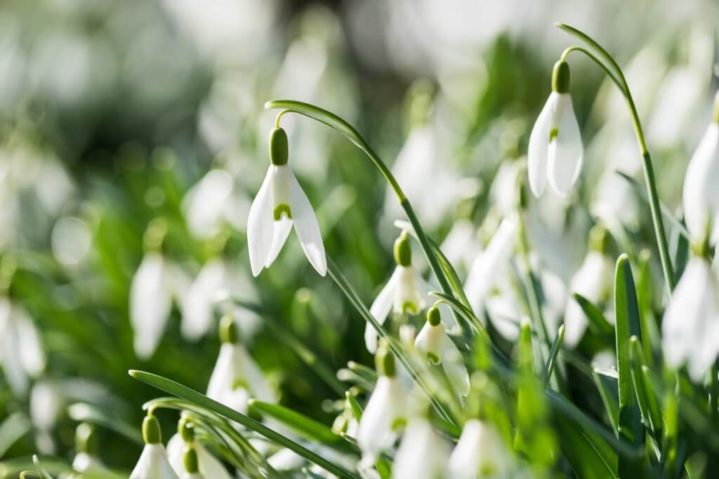 Schneeglöckchen im Gegenlicht