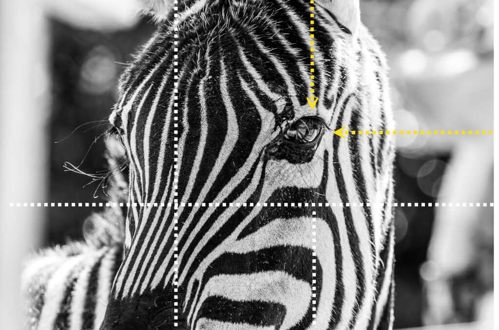 Beispiel Erklärung Goldener Schnitt Auge des Zebras