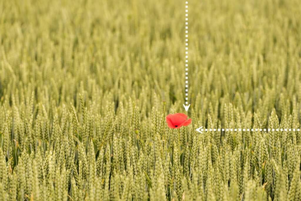 Beispiel Goldener Schnitt Mohnblüte auf Schnittpunkt