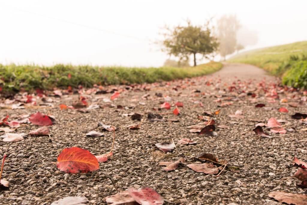 Licht bei bedecktem Himmel mit Herbstmotiv