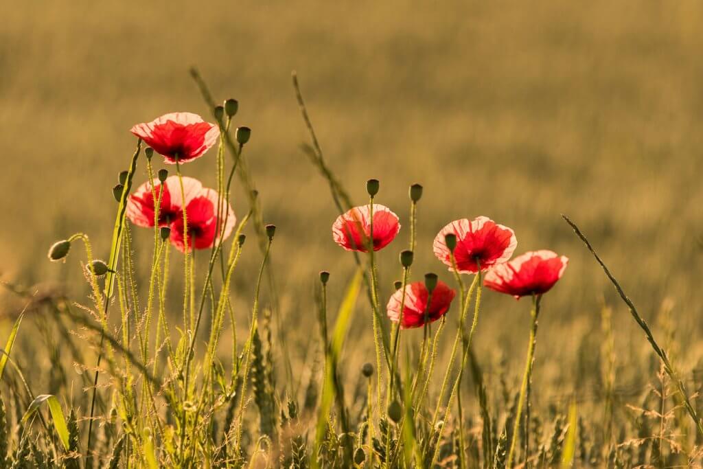 Mohn im warmen Licht der godenen Stunde