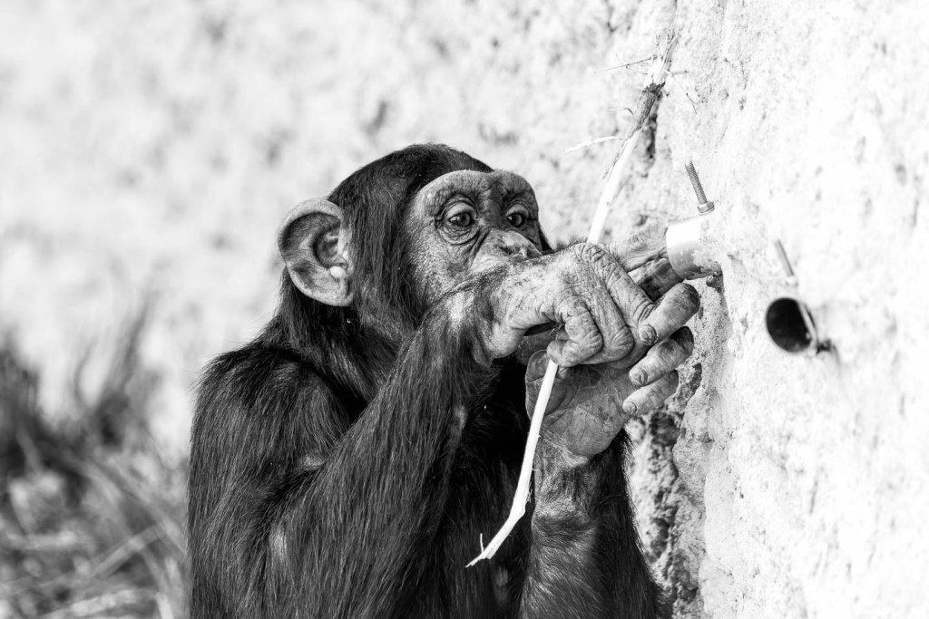 Schimpanse mit Super-Tele im Walter Zoo beobachten 460 mm