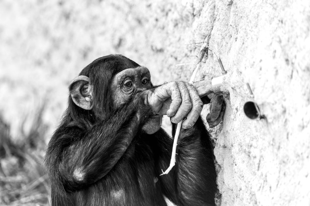 Kontinuierlicher Autofokus bei Tierfotografie