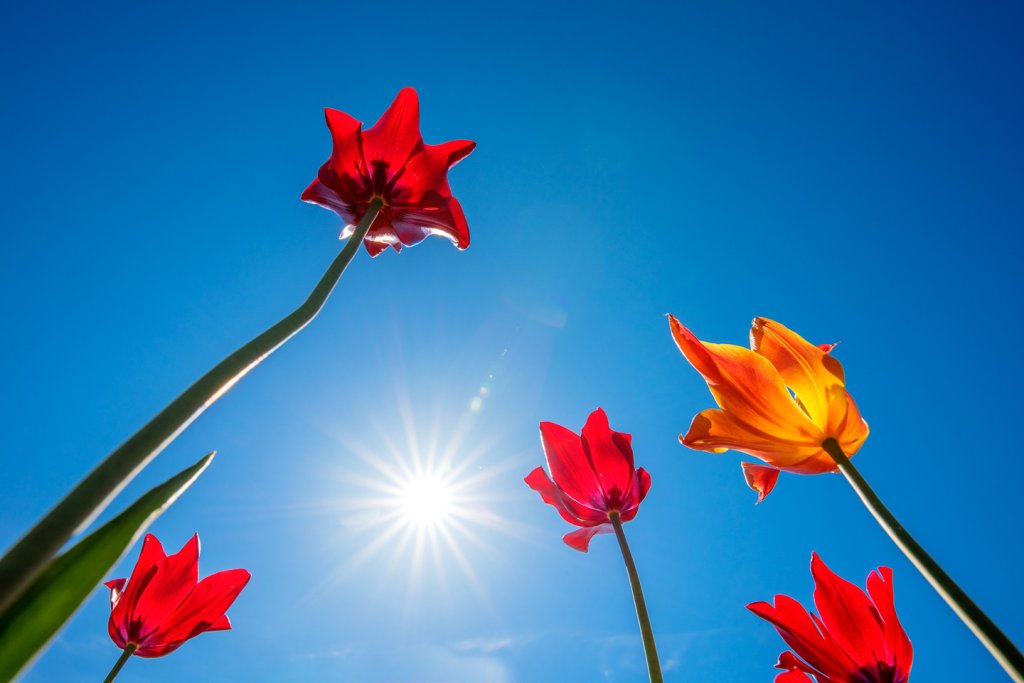 Ultra Weitwinkel Aufnahme 15 mm im Tulpenbeet