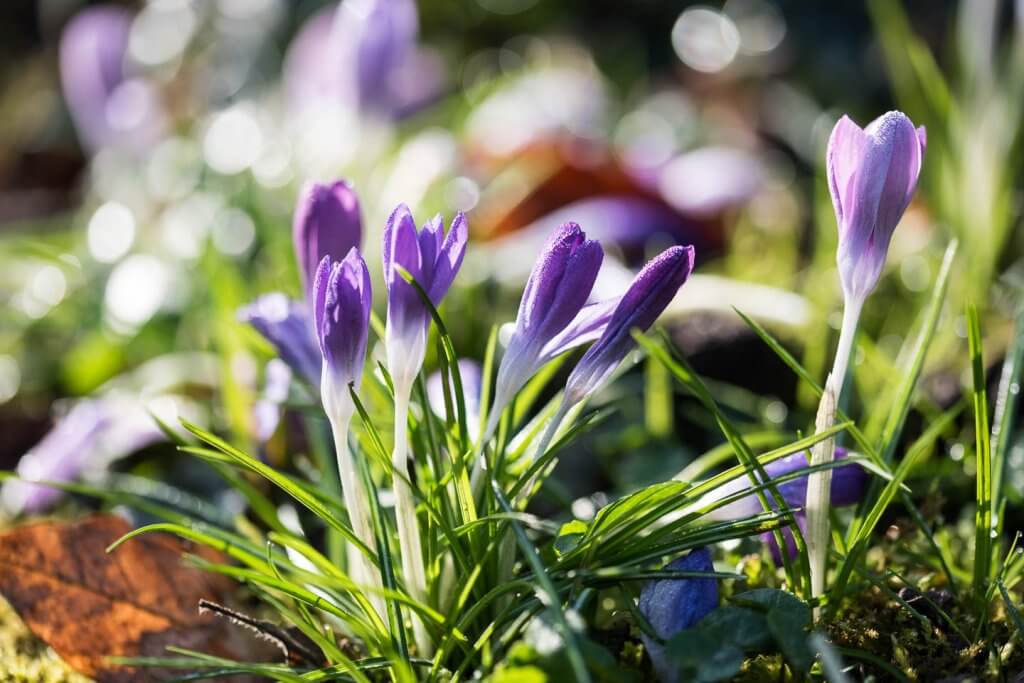 tief stehende Morgensonne bringen Blüten zum Leuchten