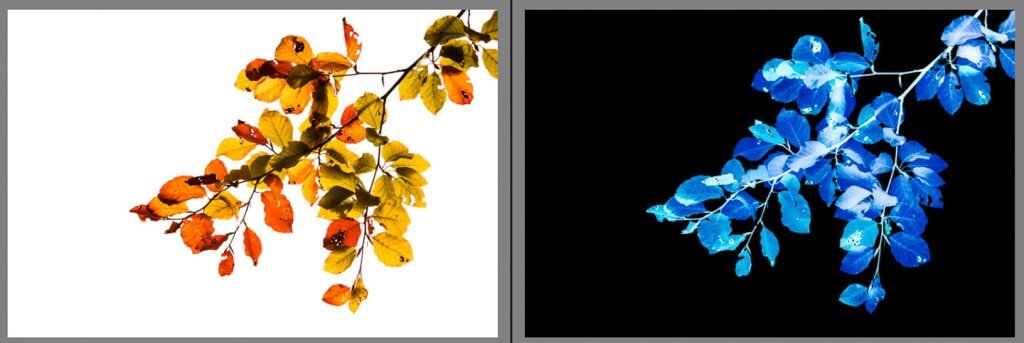 Herbstlaub als Motiv für den Negativ-Effek Herbstblätter im Gegenlicht mit Negativ-Effekt auf dem Smartphone