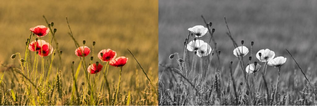 Vergleich eines Mohnblütenfotos in Farbe und nach der Schwarzweiss-Umwandlung.