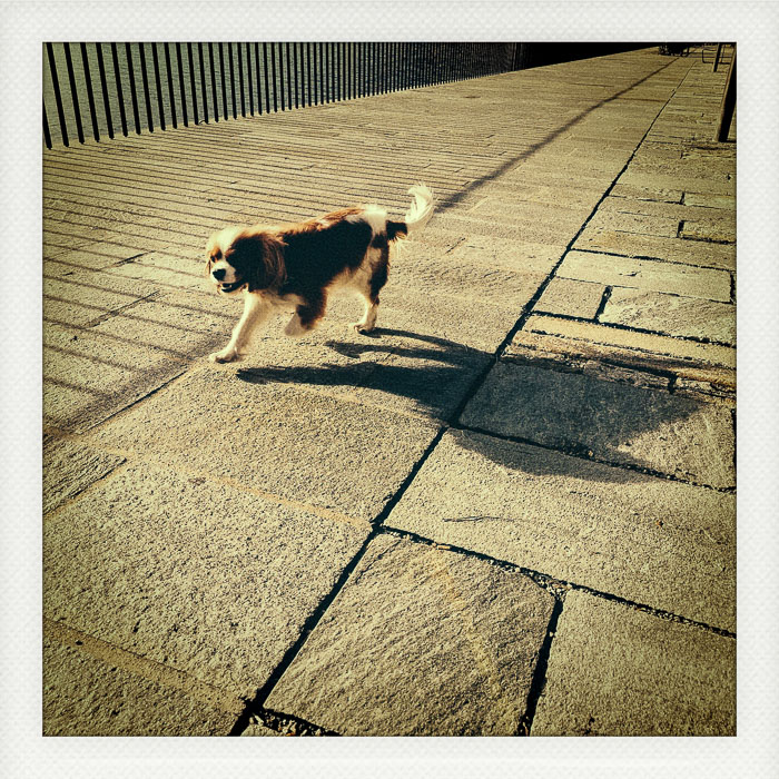Schnappschussfotografie: Hund auf einer Seepromenade im Morgenlicht Spontaner Schnappschuss eines Hundes auf einer Seepromenade mit langem Schatten