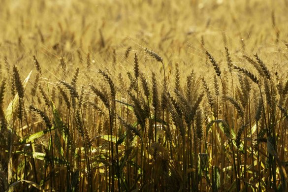 Goldene Weizenähren mit leuchtenden grünen Blättern im warmen Morgenlicht.